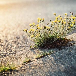 Meet your Posher, Miles